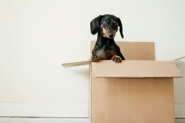 A dachsund dog pokes its head out of an open packing box.